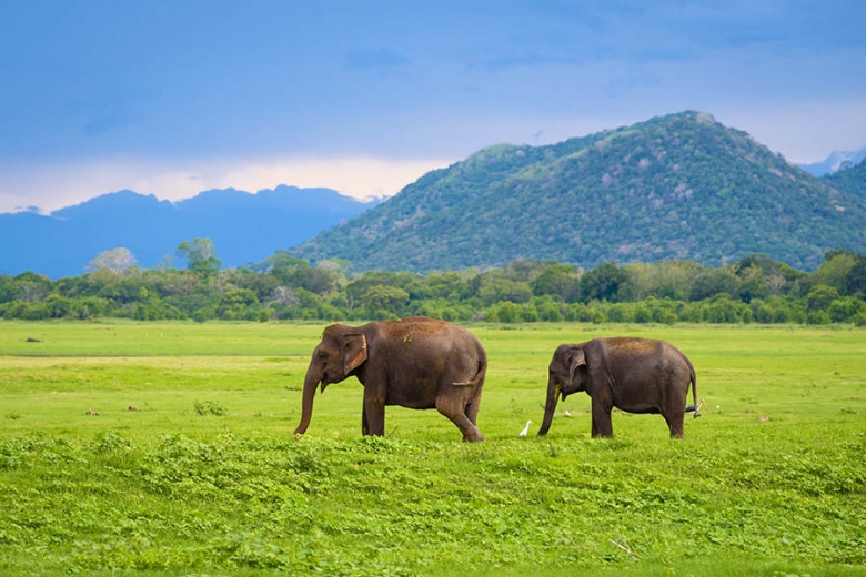 900x600-sri-lanka-kaudulla-national-park-elephants.jpg